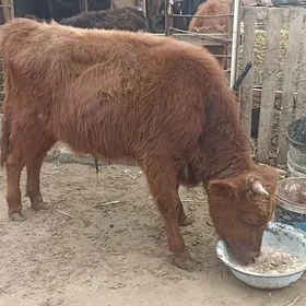 öküzçe tüwe öküz göle