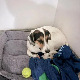 Бесплатно собаку в добрые руки