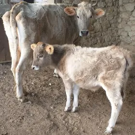 Toum sygyr 7 aýlyk tüwesi