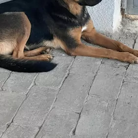 Afçarka  it güjükler