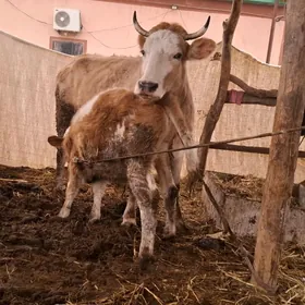 Smental  sygy goleli