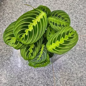 растеня маранта