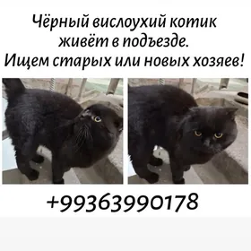 кот/вислоушка