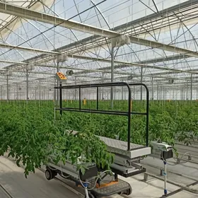 Satlyk  Tiplissa Gyssagly