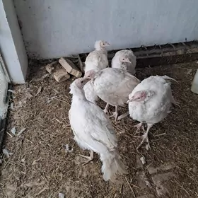 BIG-6 Индюки. Оригинал