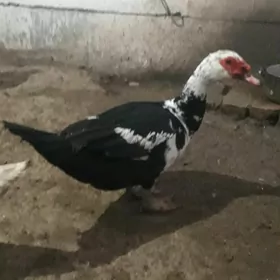 мусгус  ордэк