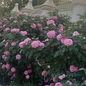 Satlyk Gökdepede planowoý jaý,