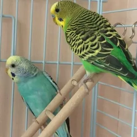 popugay setka kletka