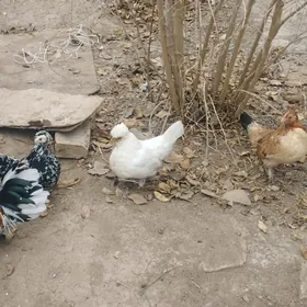 karlik horaz 3sany towugy