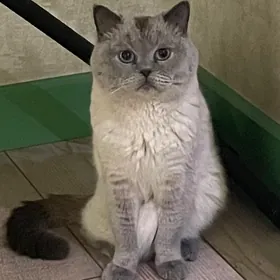 кот на вязку pişik