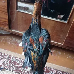 хораз джуджа