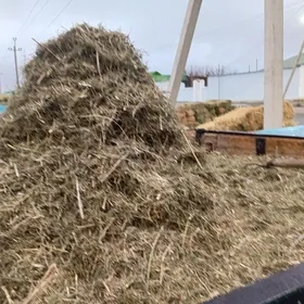 uwelen yandak daneli