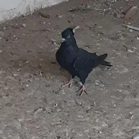 Kepderl голуби