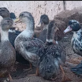 Ördek induk towuk gus indutga