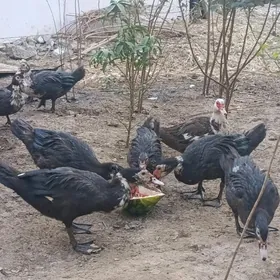 inda utka poroda lotga