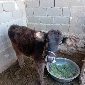 Голе уркачы