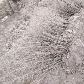 Игде нахалы