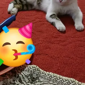 ПИШИК ЙИТДИ.