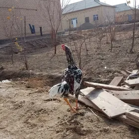 jenjel paroda 8aylyk horaz