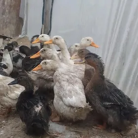 ördek indik Gus towuk inutga