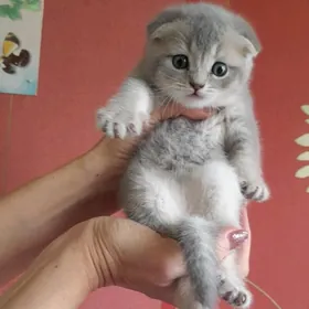 шотландская шиншилла