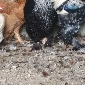 балгар товук