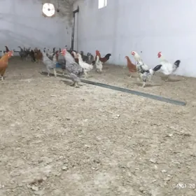 Horozlar ýaş ve ýyl bolon