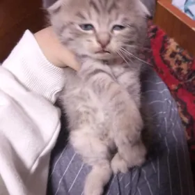 продаётся котёнок