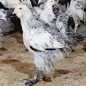 BRAMA WE BALGAR JUYJELER.