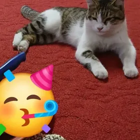 ПИШИК ЙИТДИ.