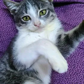 Лапочка красавица ️