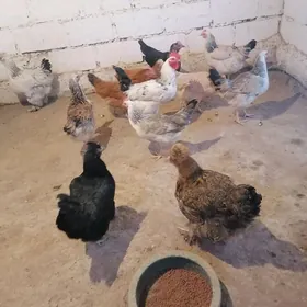 Armiyan balgar tawuk