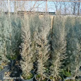 Аризонский кипорис