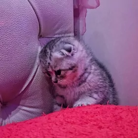 Шотландский Котята  Шиншилла