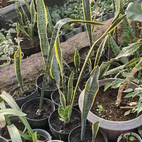 Сансевиерия