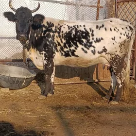 ala gatyşyk goleli sygyr