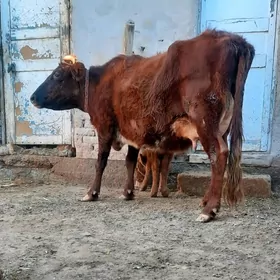 SÜÝDLIJE GÖLELI SYGYR