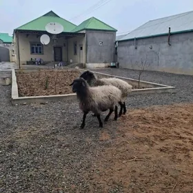 Bogaz goyun. guzuly goyun