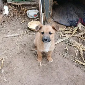 Erkek güjük dwornyashka