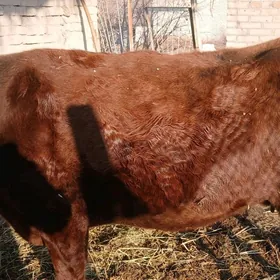 Бакылан сыгыр