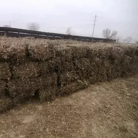 Mâşin küllenen samany