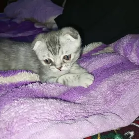 Şotland pişik! (Scottish Fold)