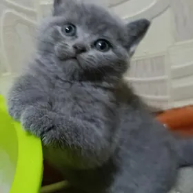 плюшевая шотландка