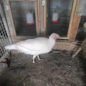 индюк самка