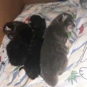 Отдам котят