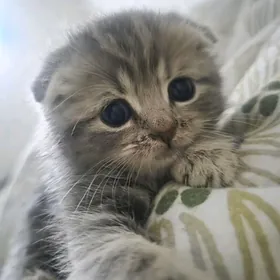 шотландский вислоухий