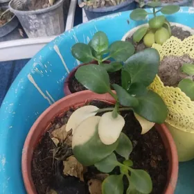 цветущий колонхой