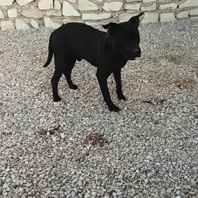 ️ПИДБУЛ PIDBUL️