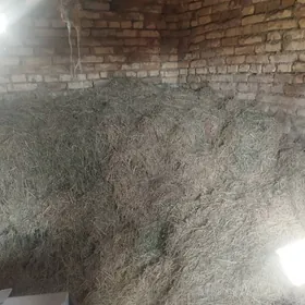 uwelen yorunja bede oty