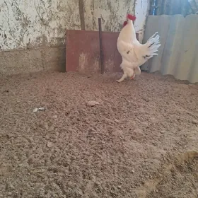 Balakly  towuk ýumurtga.